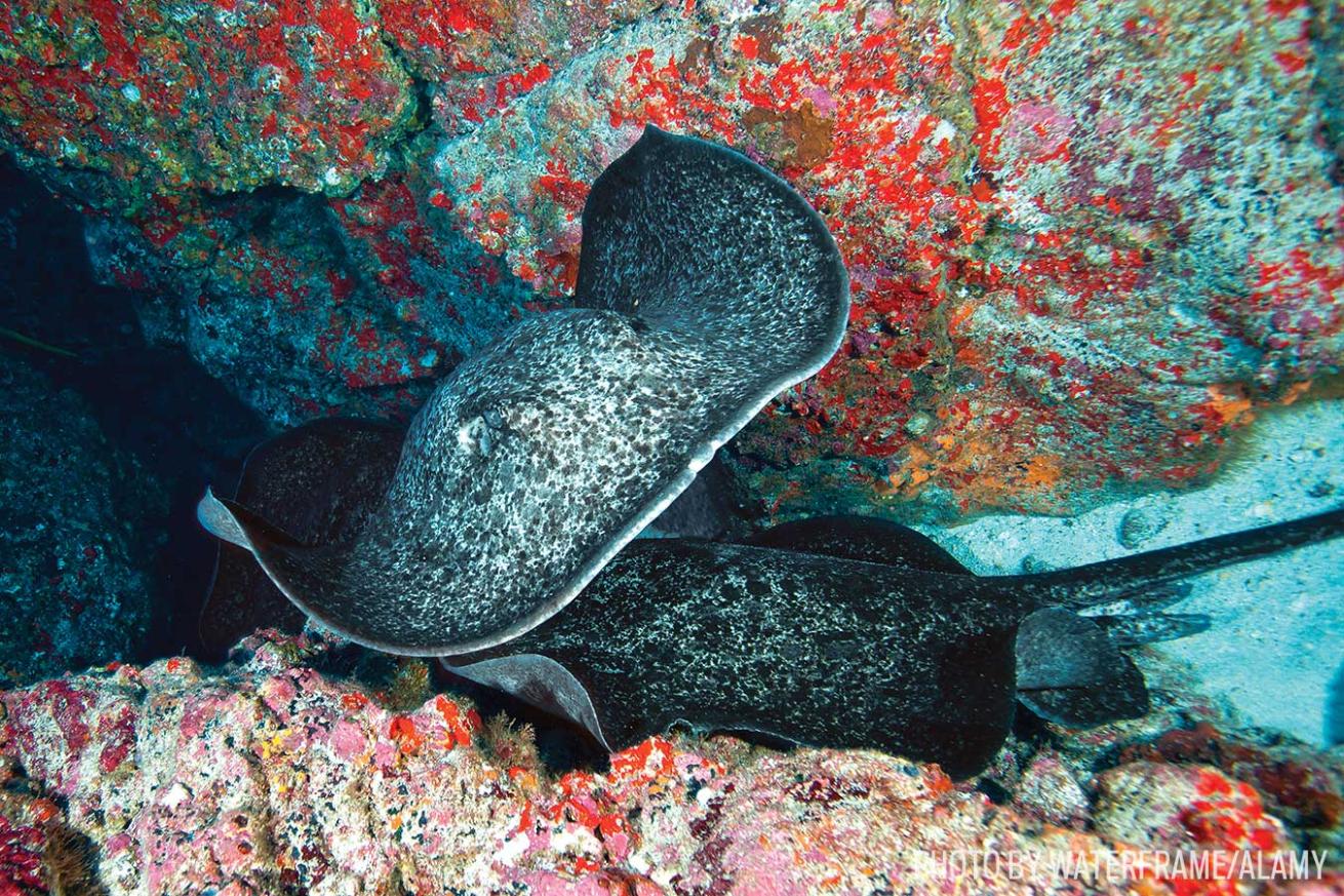 marbled ray underwater