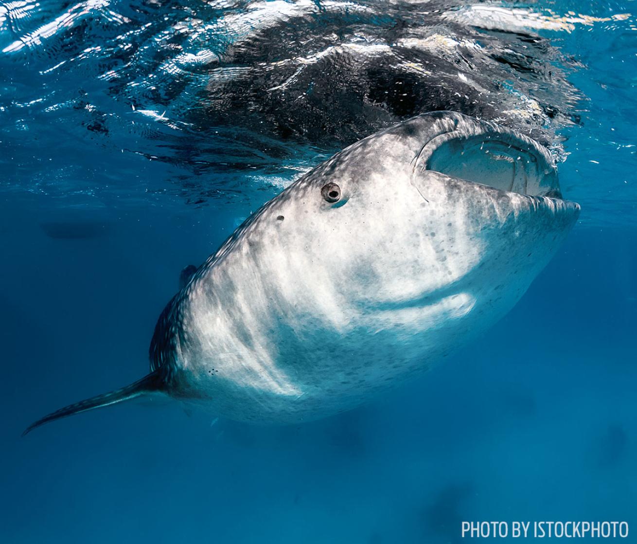 whale shark photo