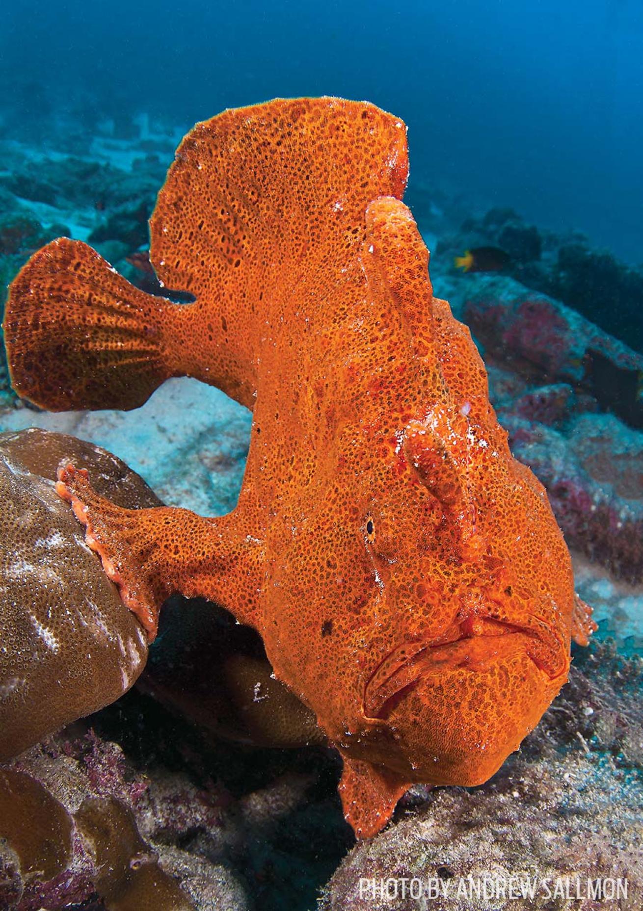 frogfish cocos underwater