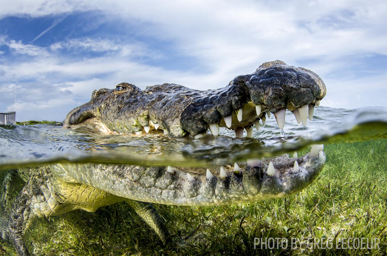 crocodile scuba diving