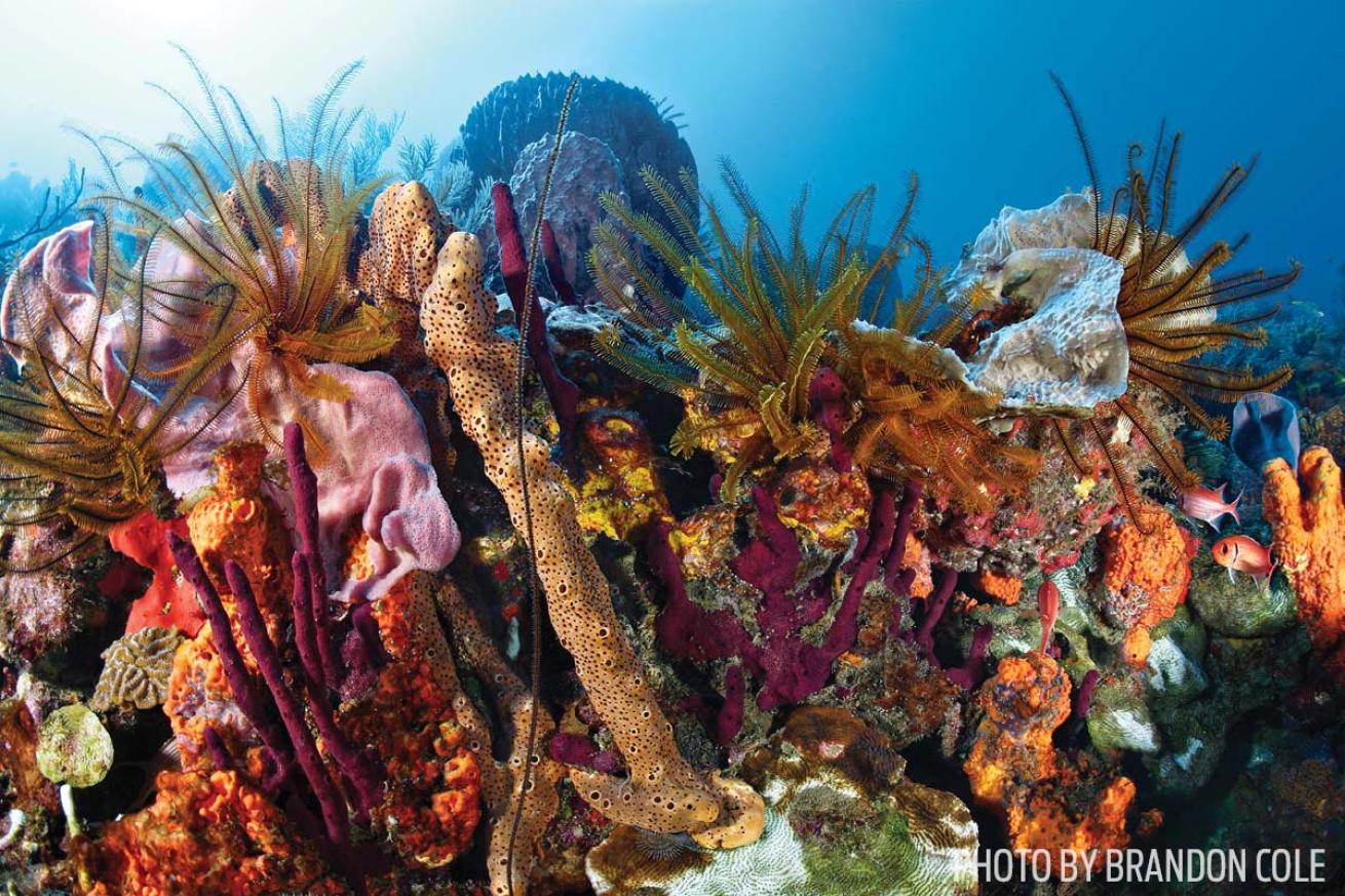 scuba diving coral reef dominica