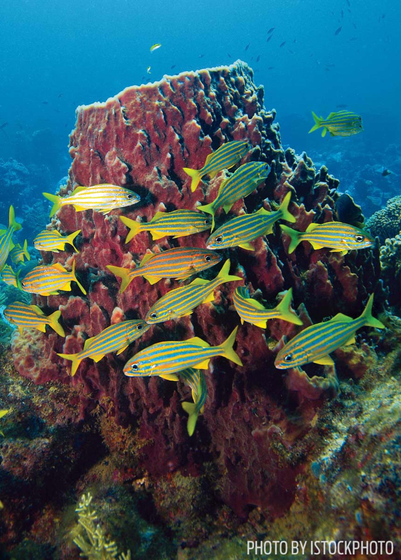 scuba diving Dominica best dive sites