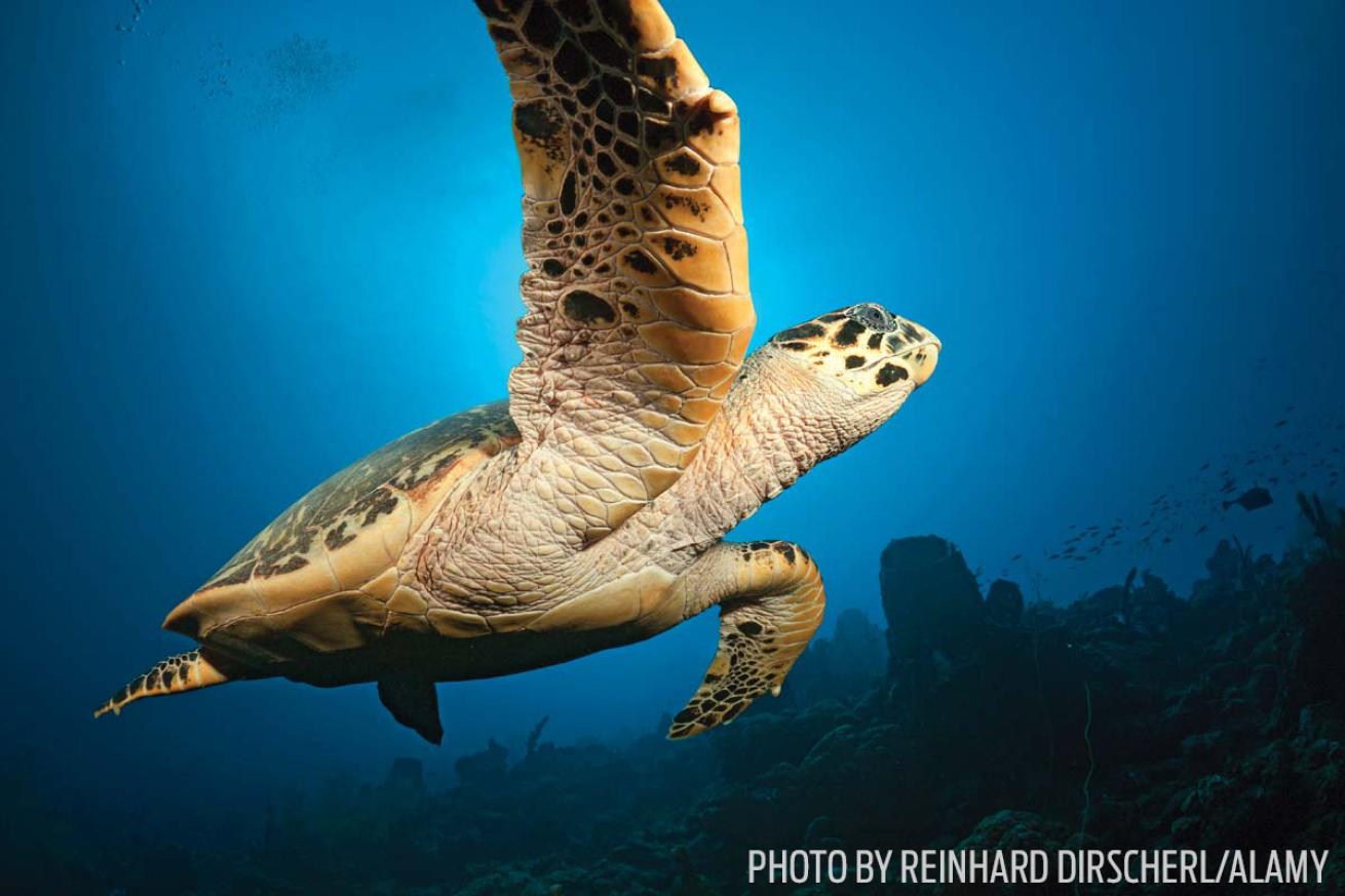 scuba diving hawksbill sea turtle