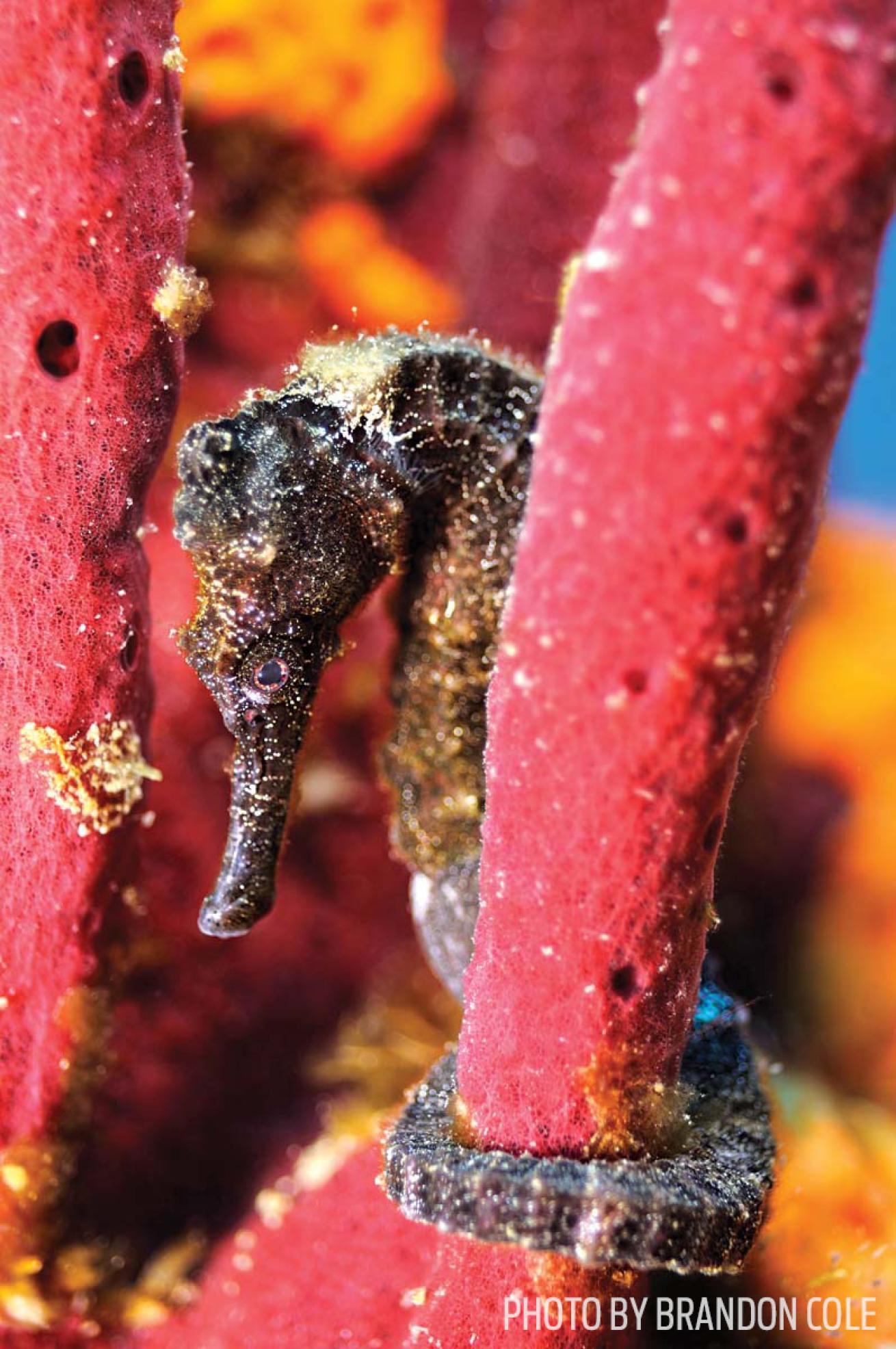 scuba diving seahorse Dominica
