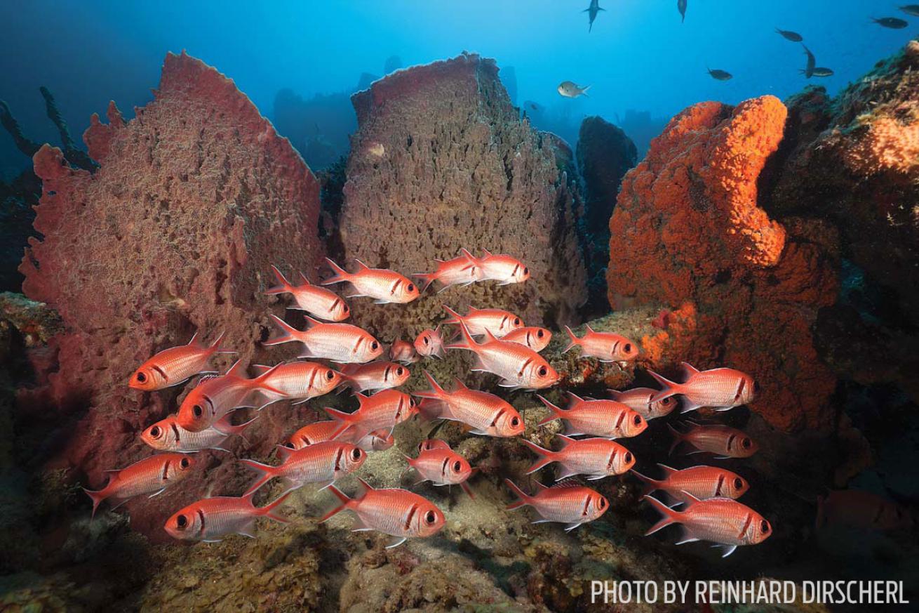 dominica marine life soldierfish