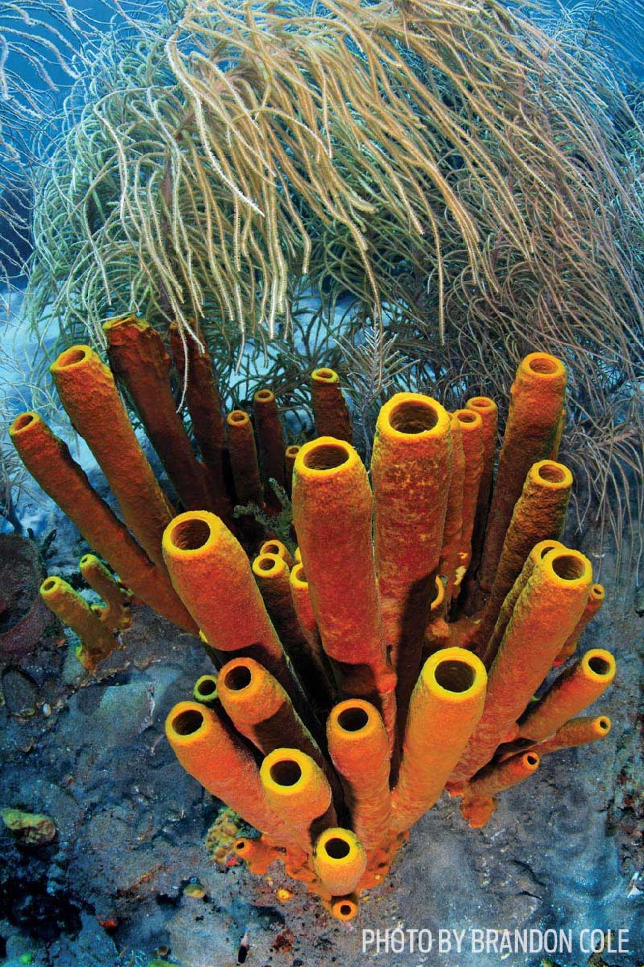 scuba diving dominica coral