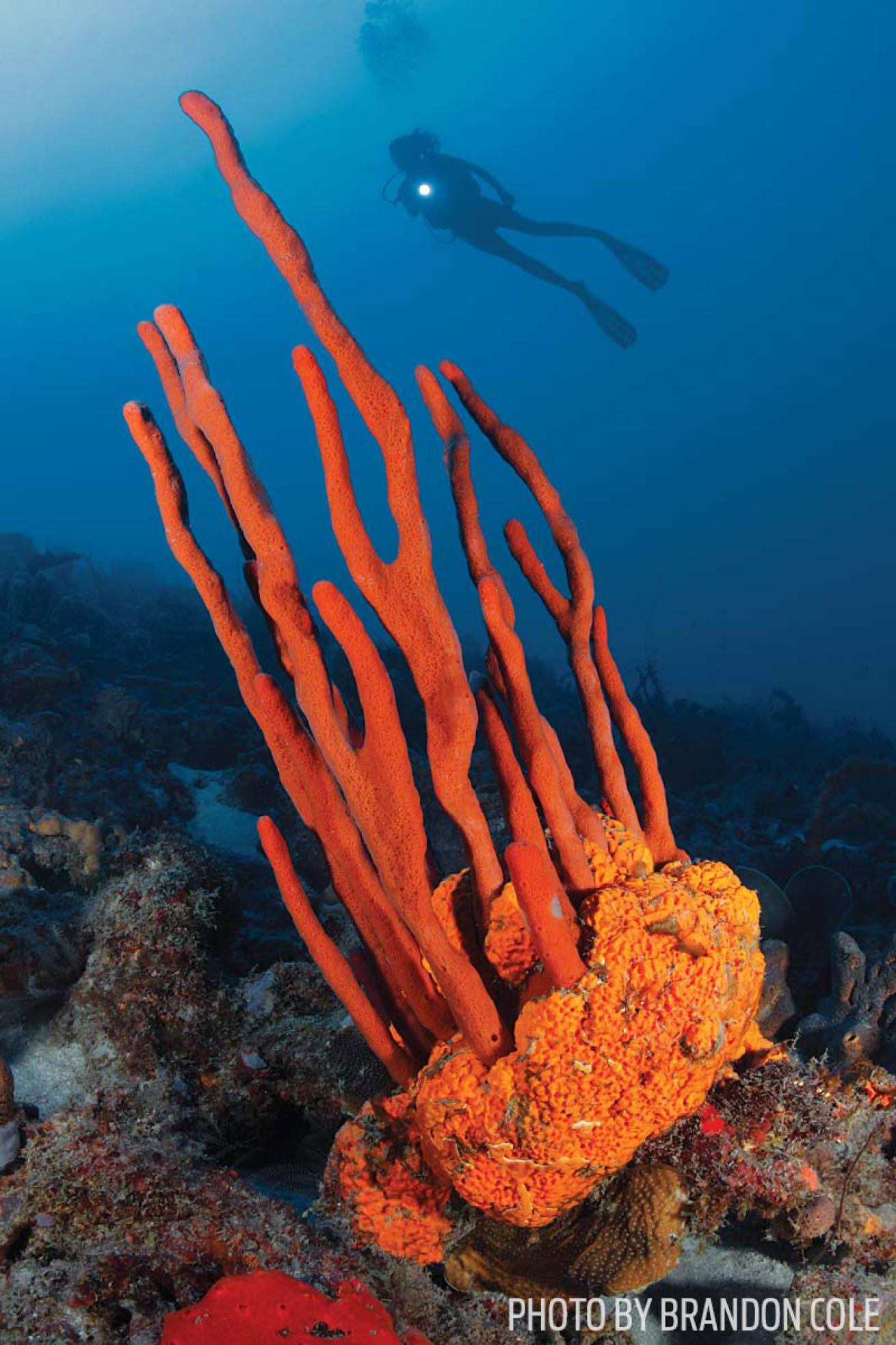 scuba diving dominica rope sponge