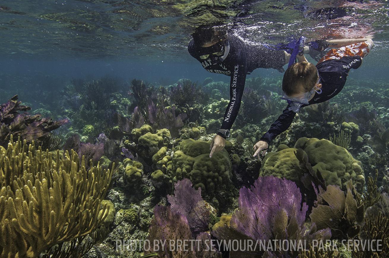 Dry Tortugas national park snorkeling
