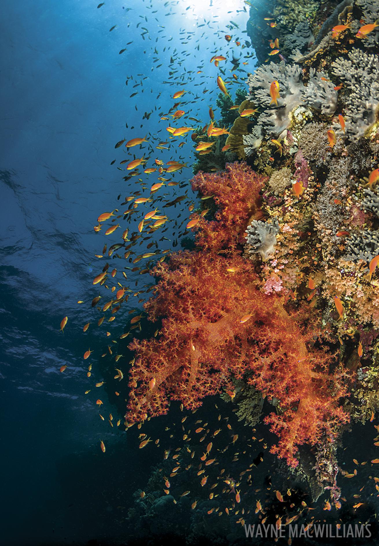 red sea scuba diving