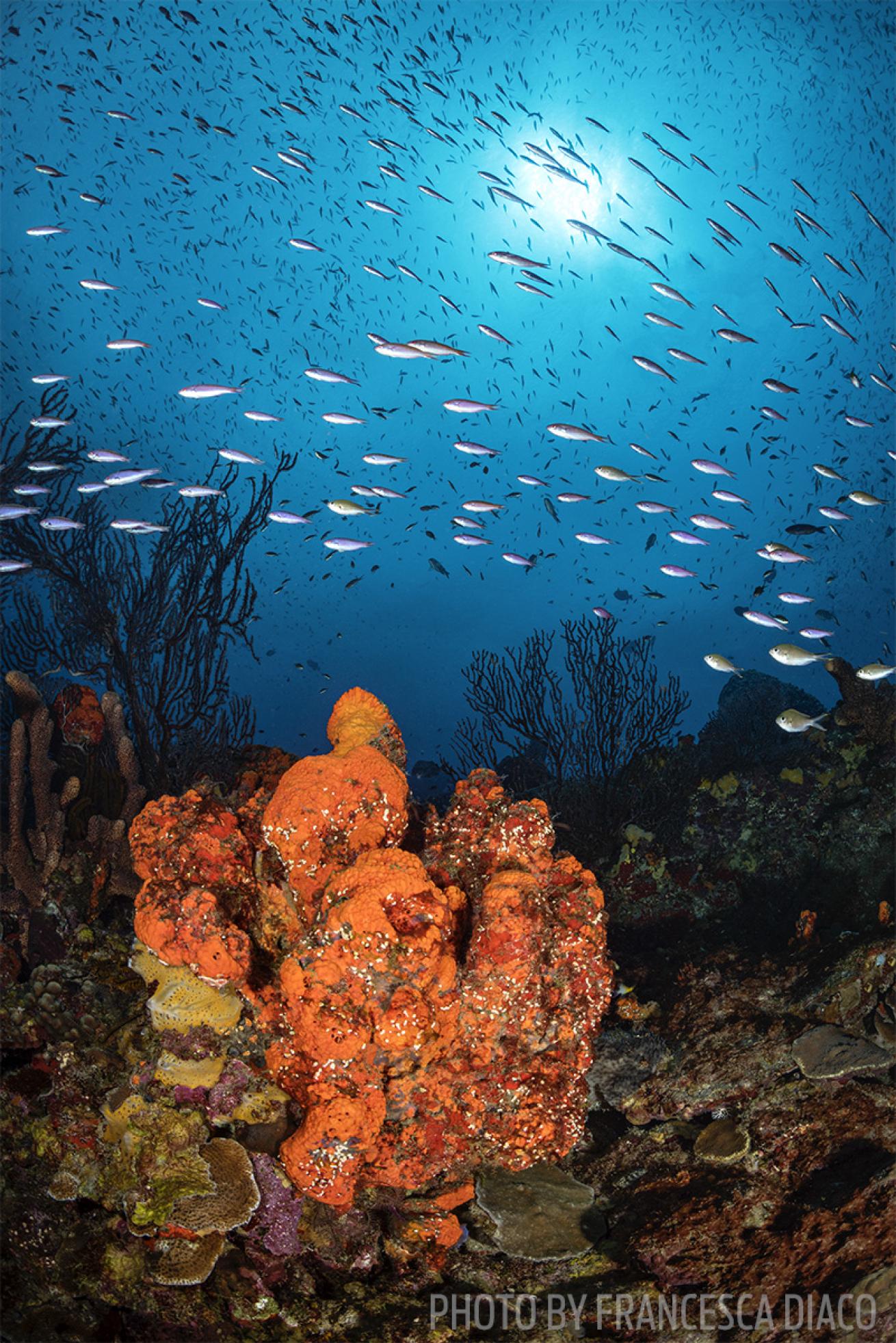 fairyland scuba diving site st lucia