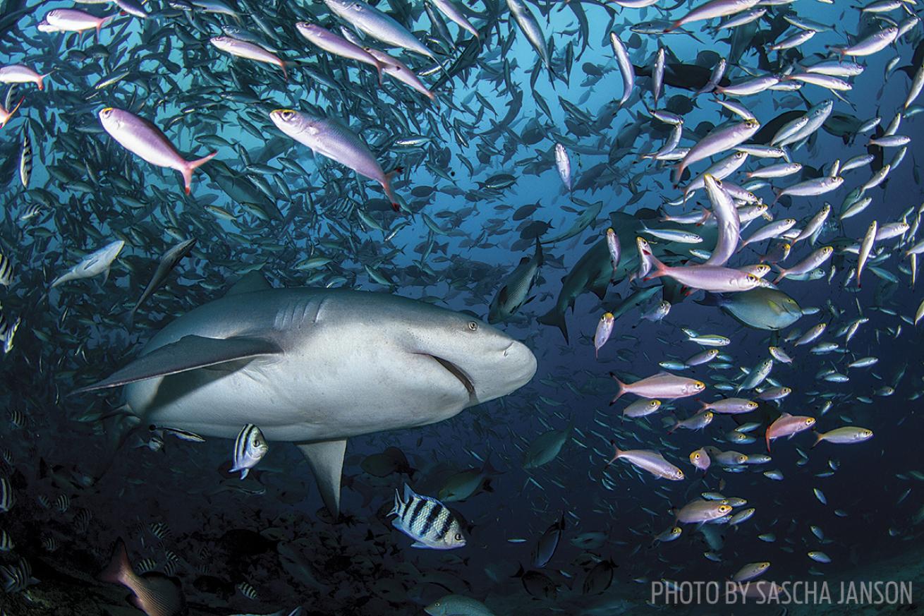 shark scuba diving fiji beqa lagoon