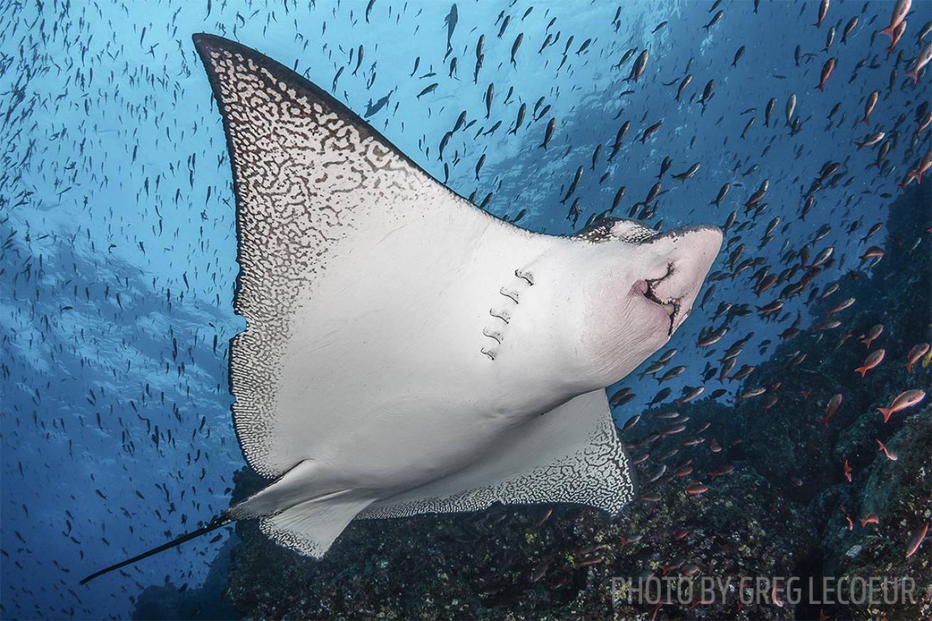 galapagos islands scuba diving eagle ray
