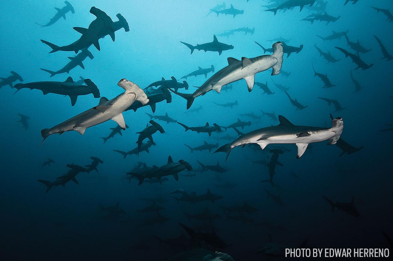 Hammerheads cocos scuba diving