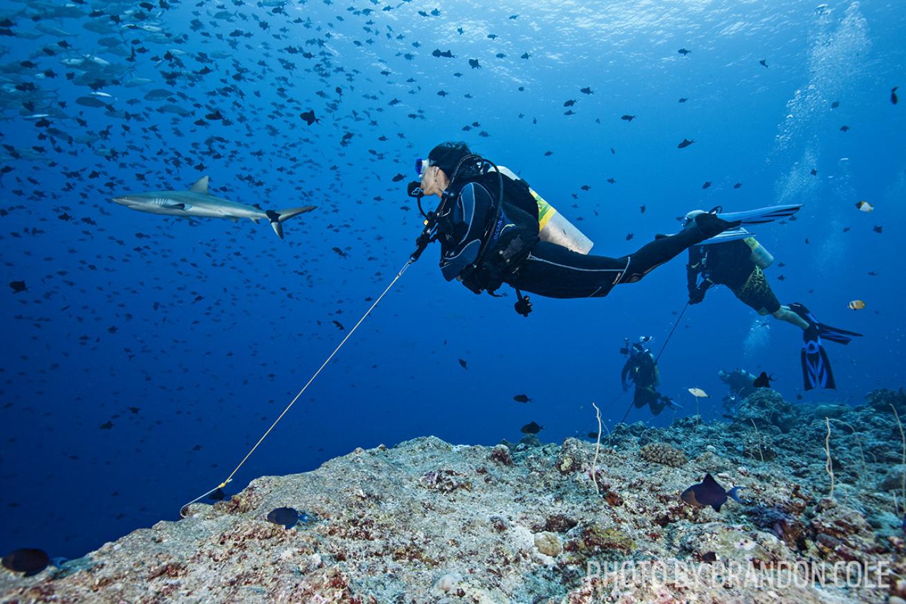 scuba diving blue corner palau