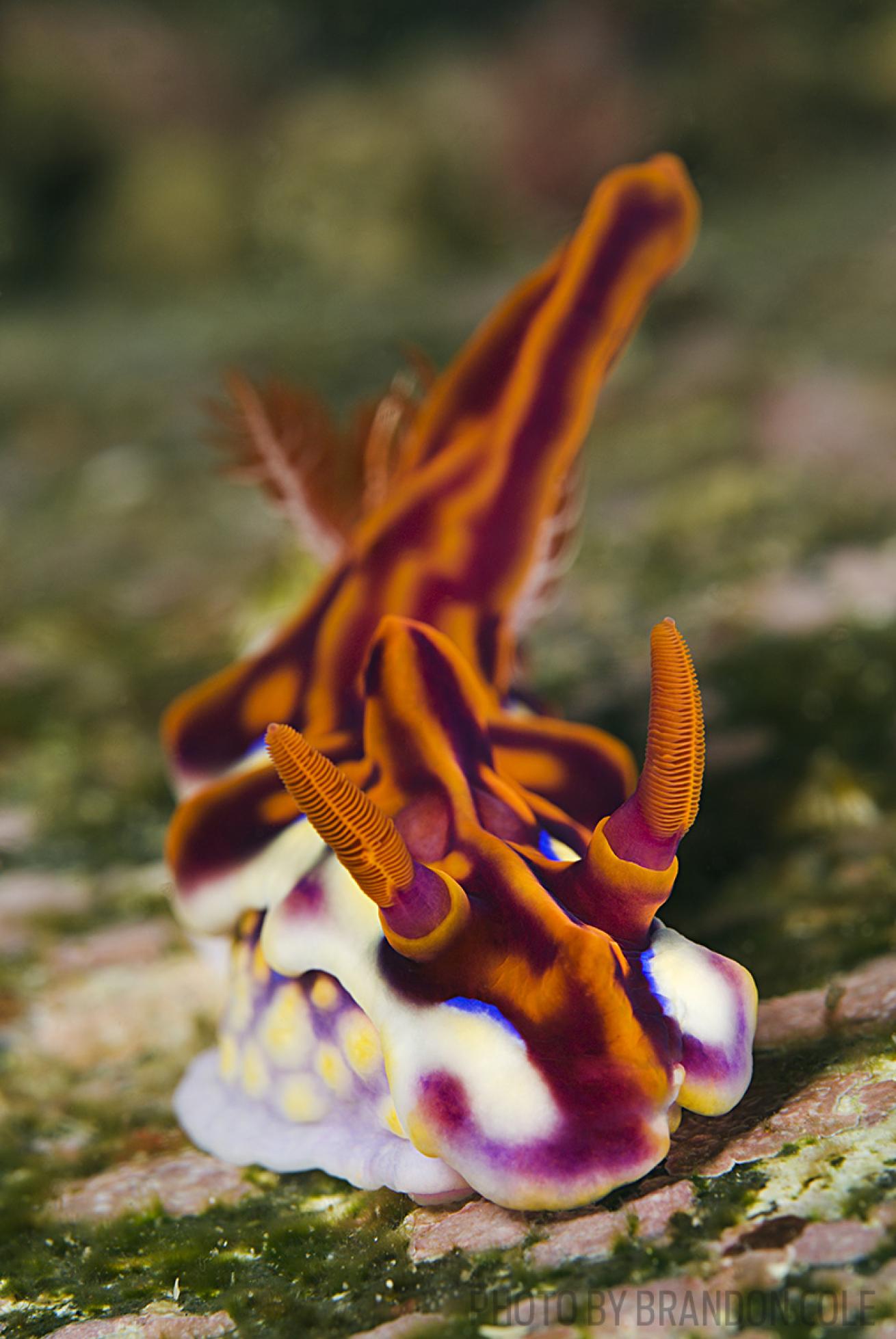 magnificent nudibranch underwater indonesia