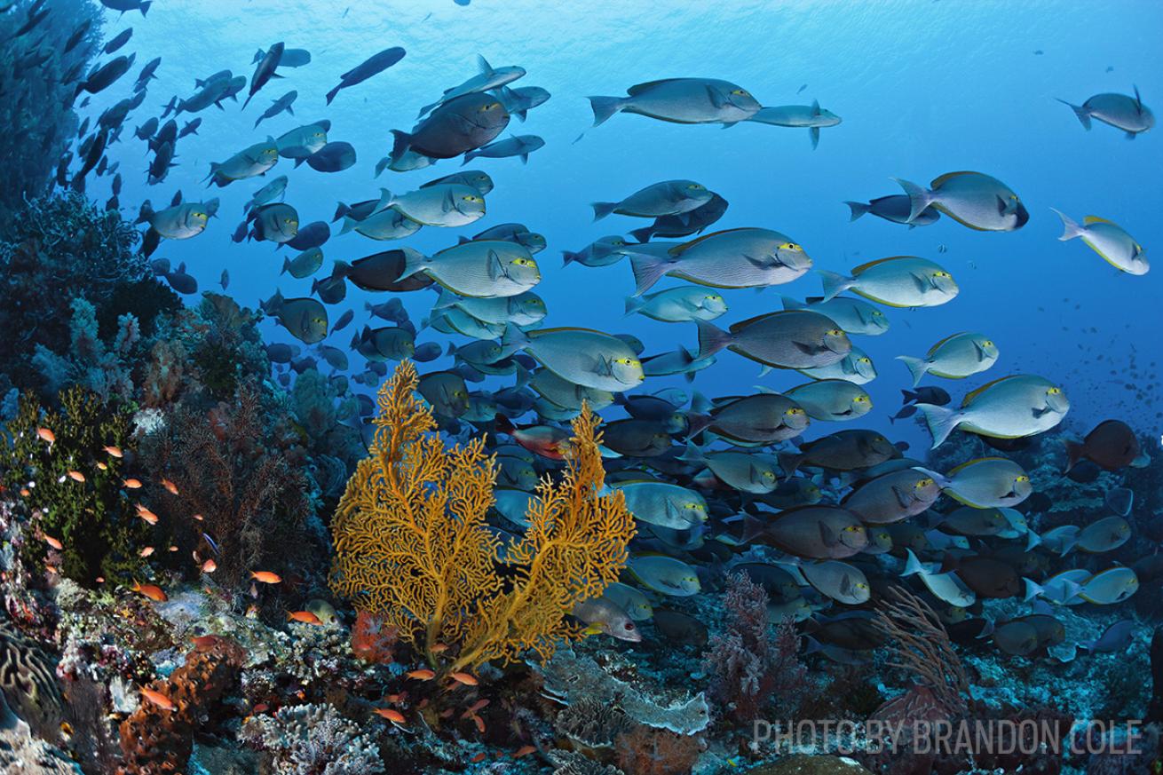 Komodo National Park scuba diving Indonesia
