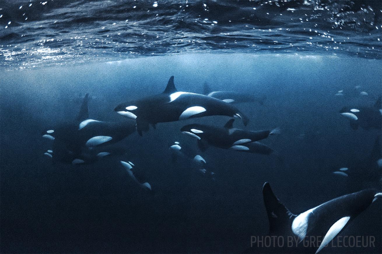 orcas norway diving