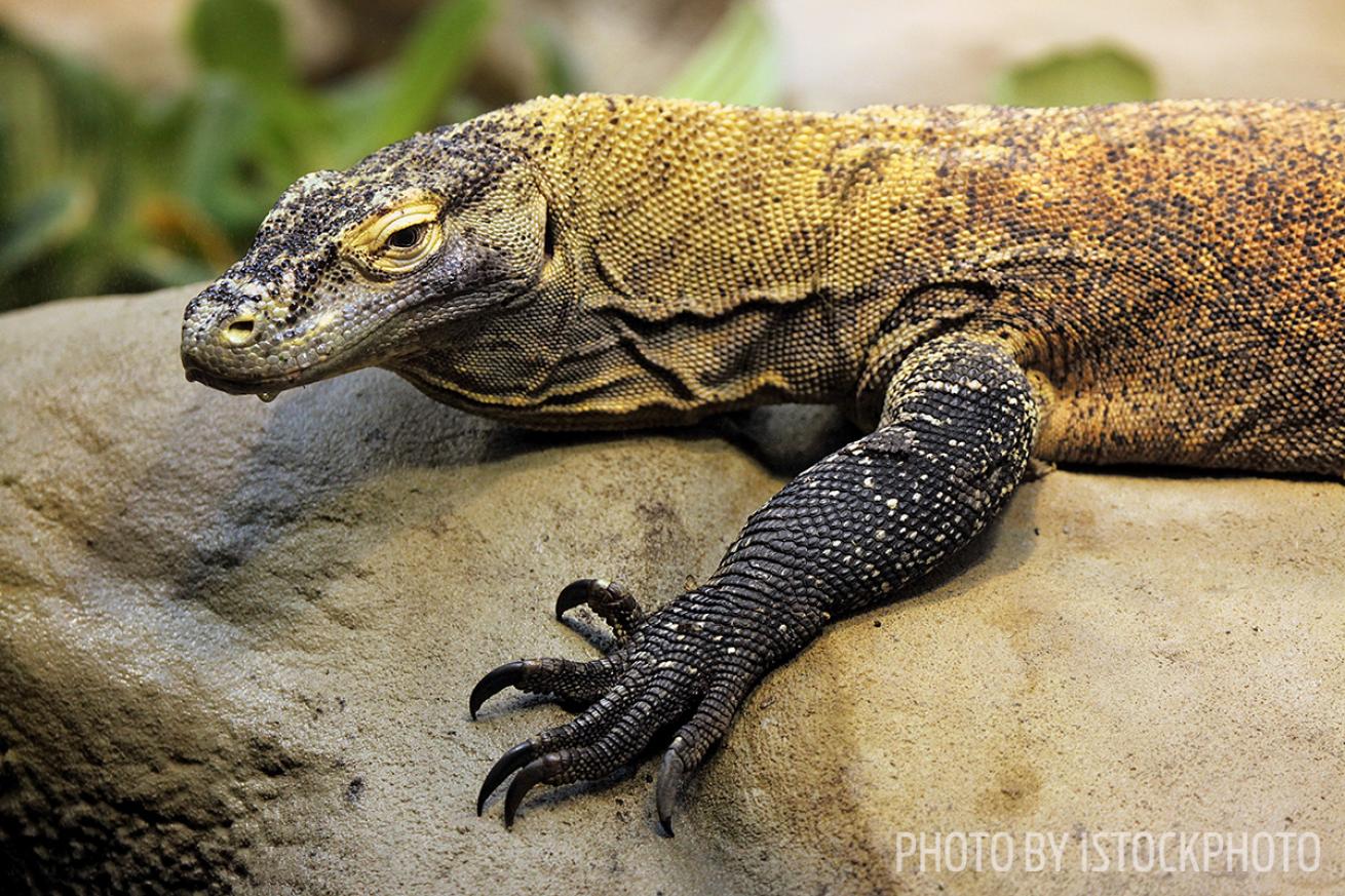 Komodo dragons national park