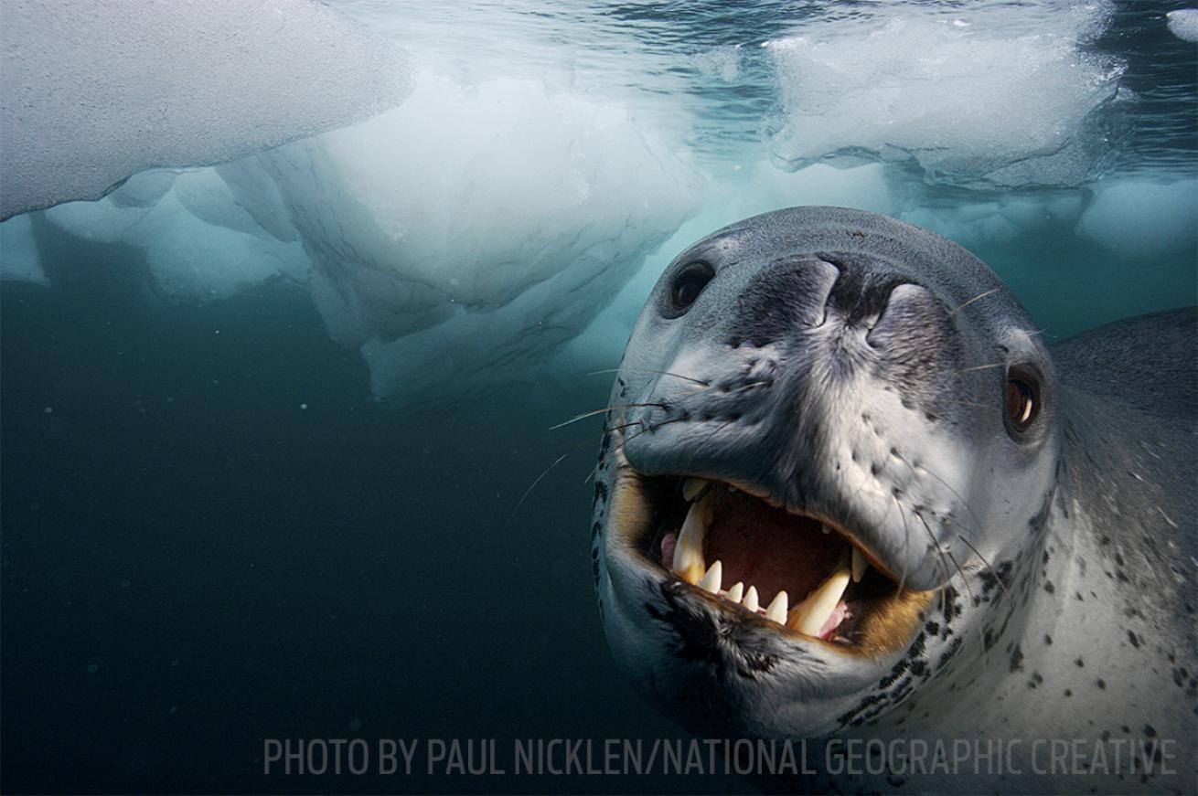 leopard seal scuba diving