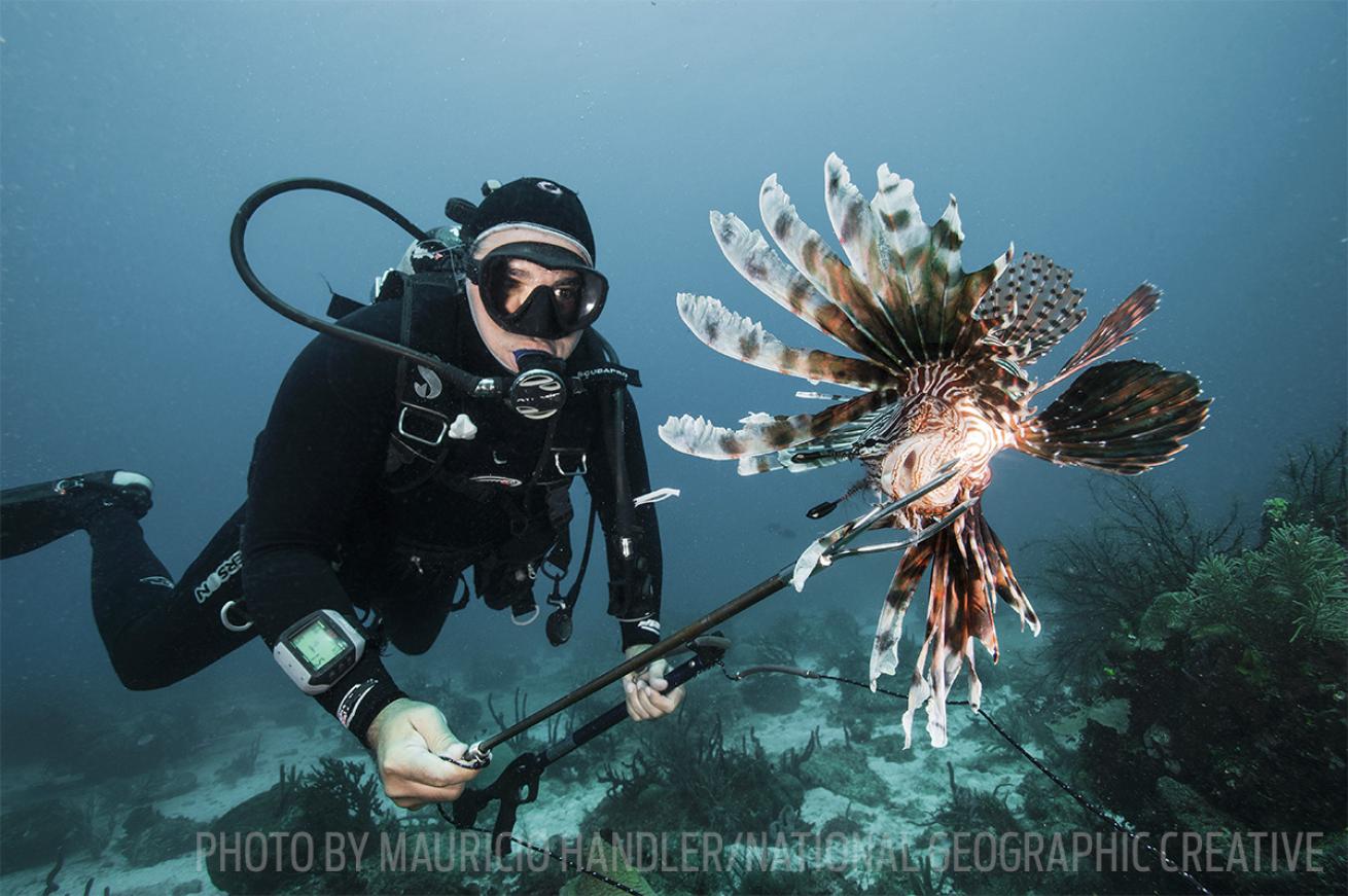 lionfish spearfishing hunting scuba diving
