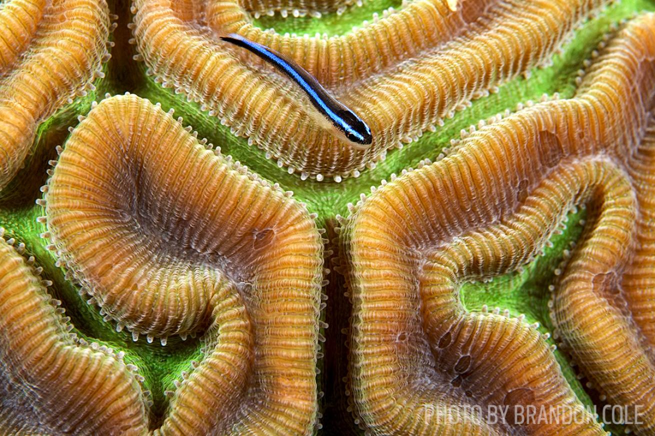 long caye wall scuba diving belize