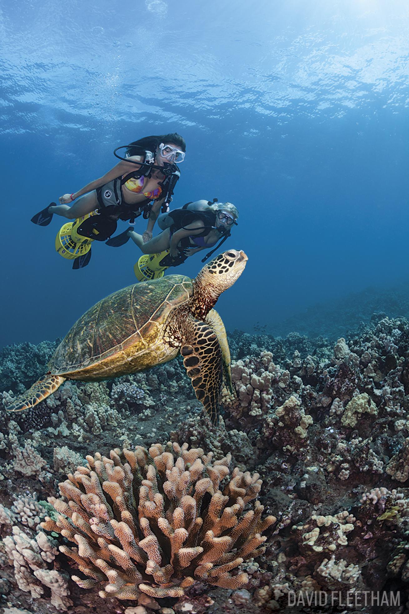 scuba diving sea turtles maui