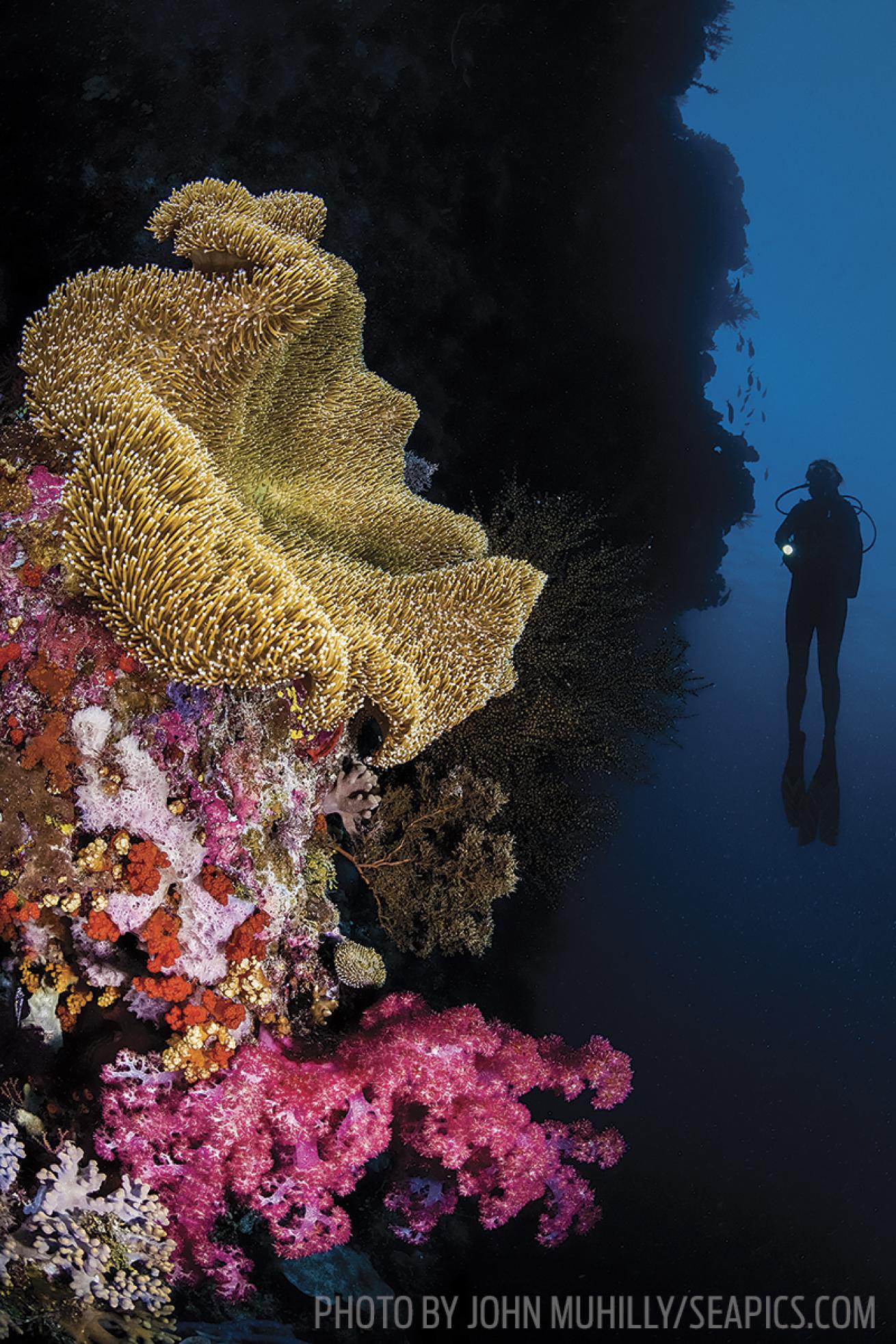 scuba diving wakatobi indonesia corals