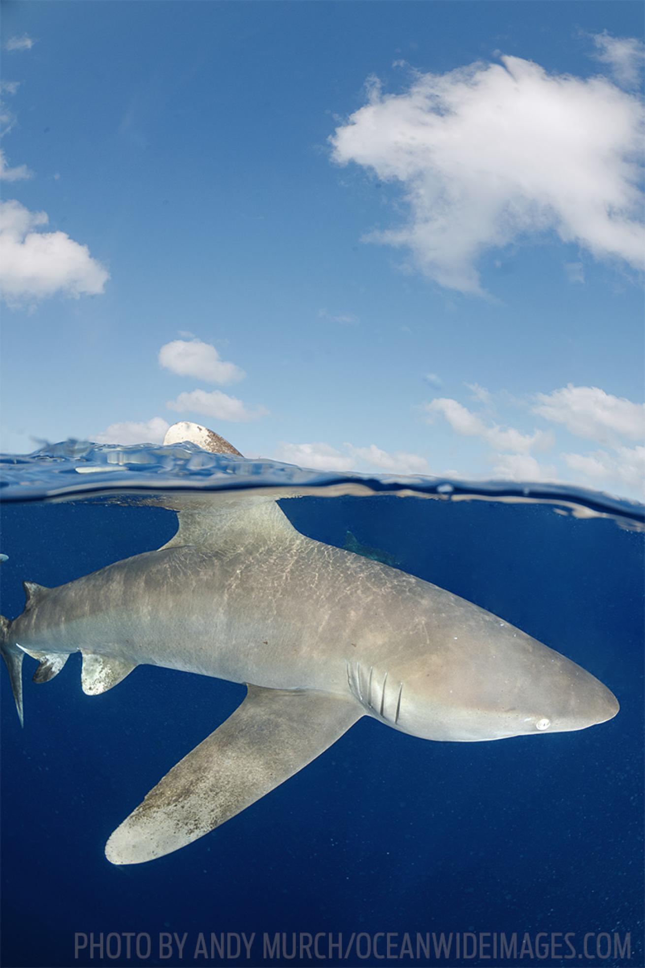 scuba diving sharks cat island