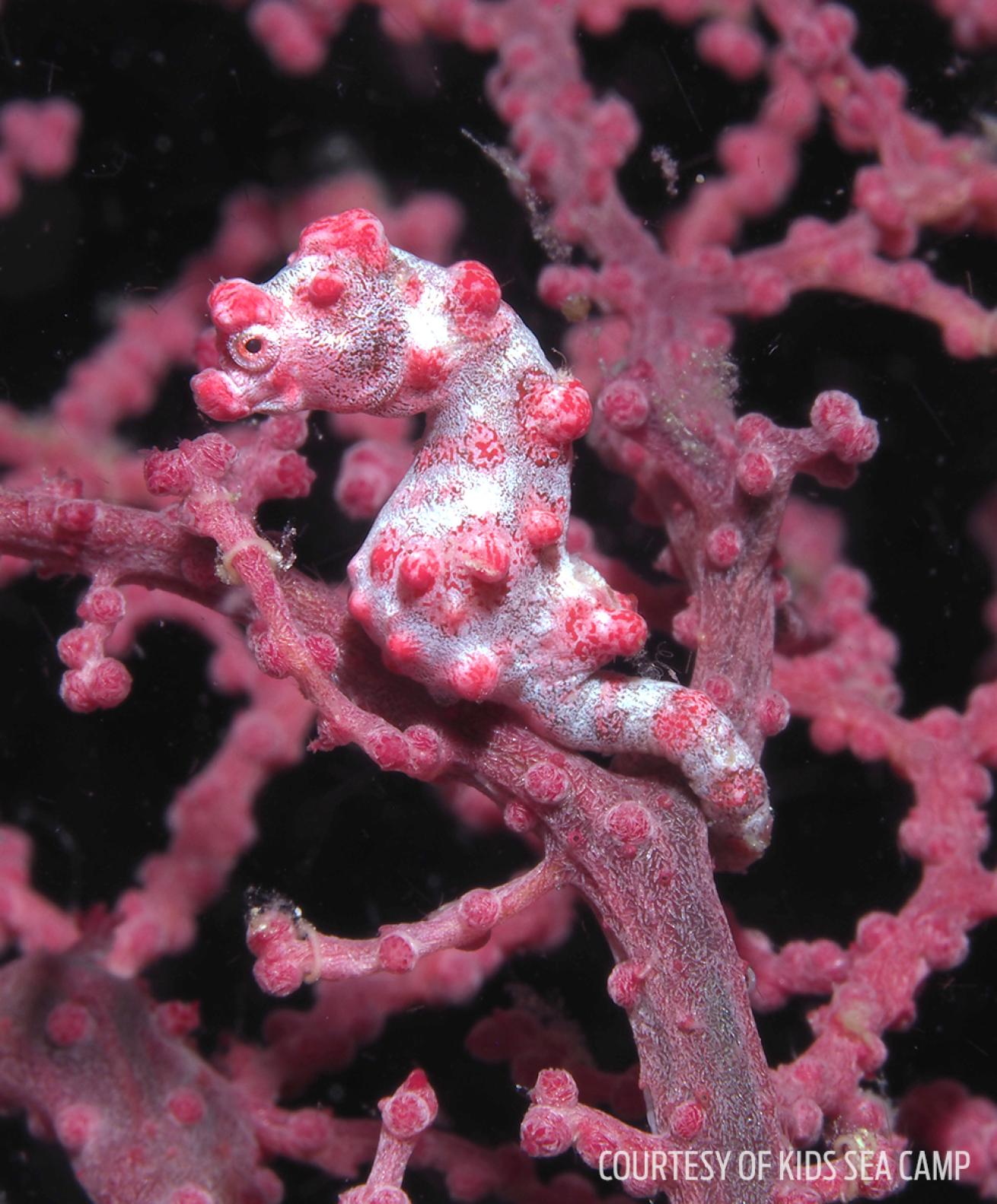 Pygmy seahorse philippines