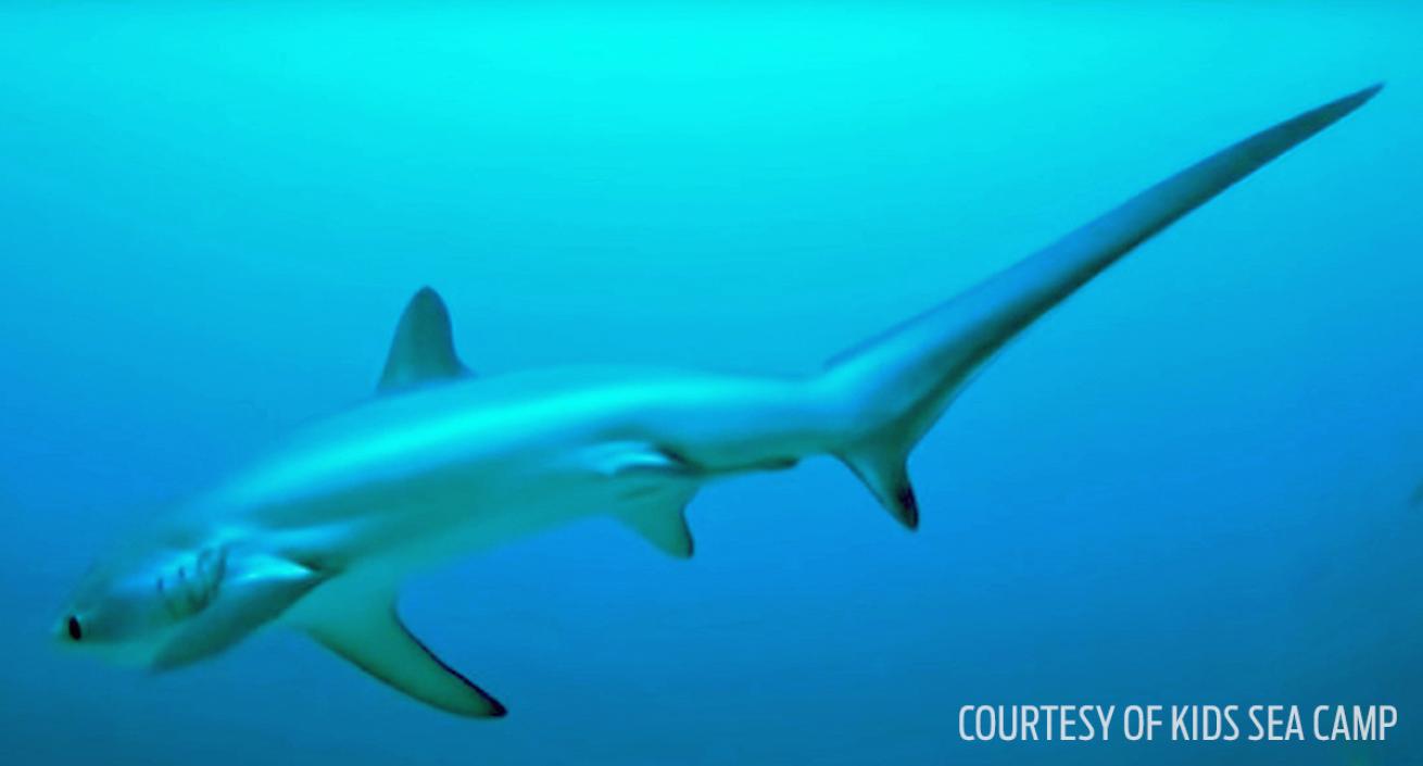 Thresher sharks in malapascua