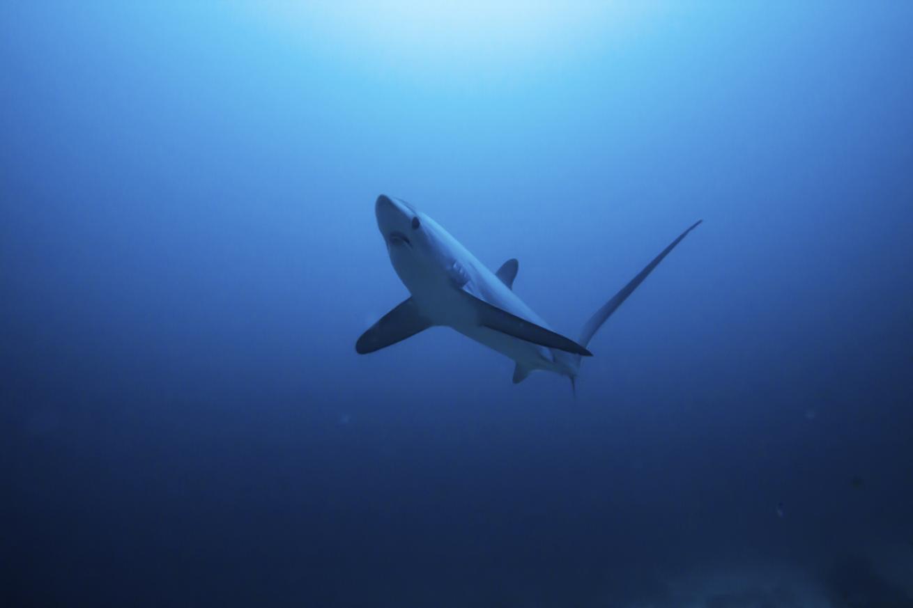 scuba diving thresher sharks malapascua