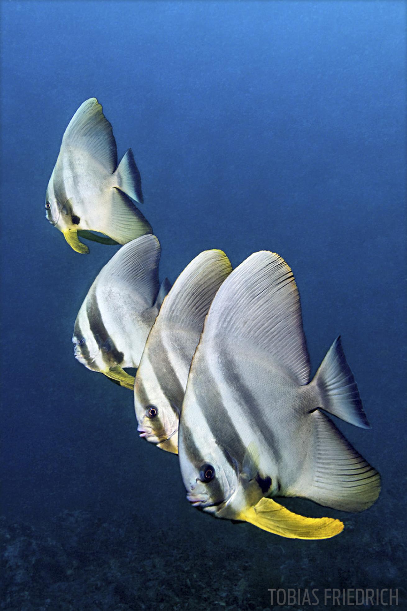 batfish philippines