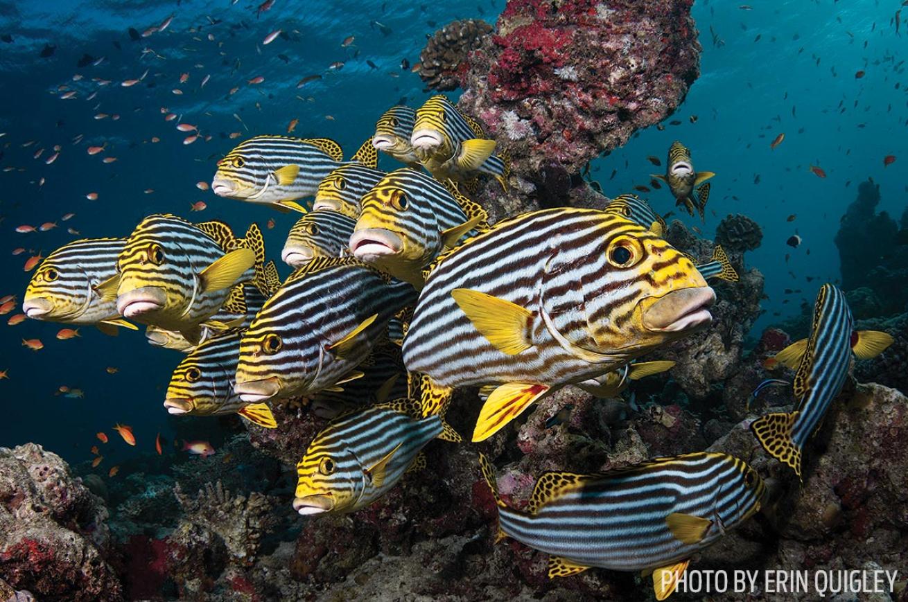 fish underwater photography photoshop tips