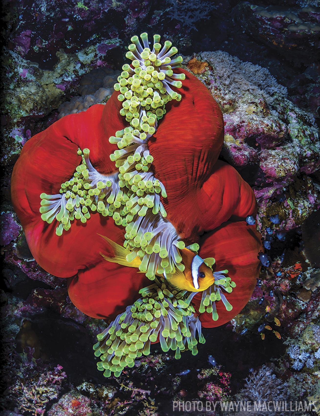 scuba diving red sea clownfish coral