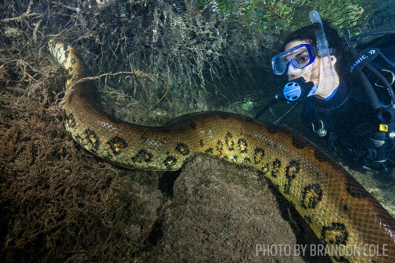 scuba diving snakes rivers
