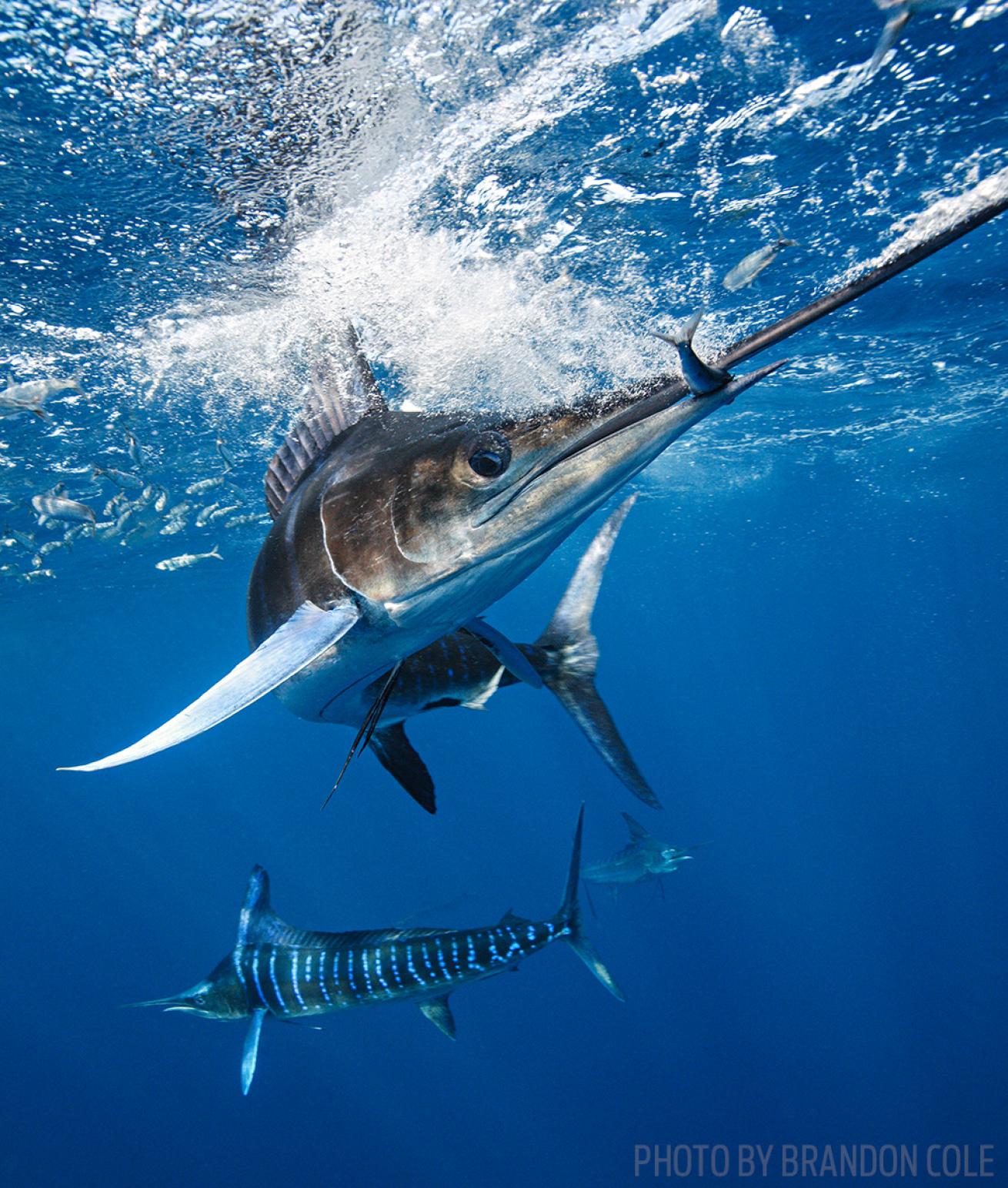 scuba diving sailfish mexico