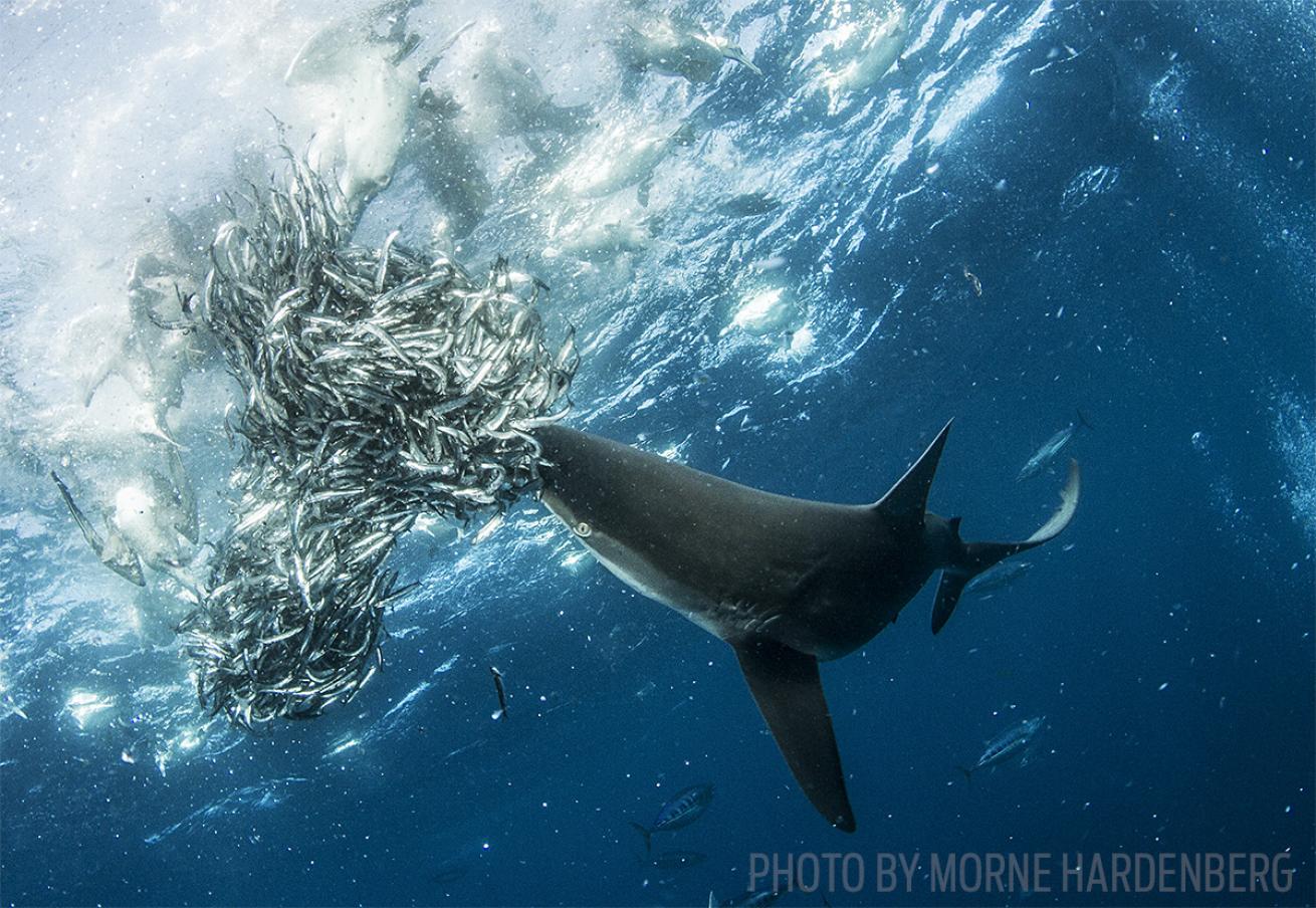 sardine run scuba diving