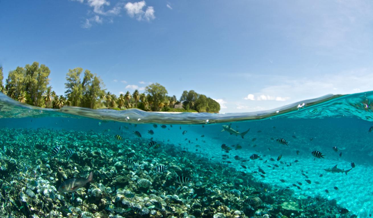Seychelles Reef