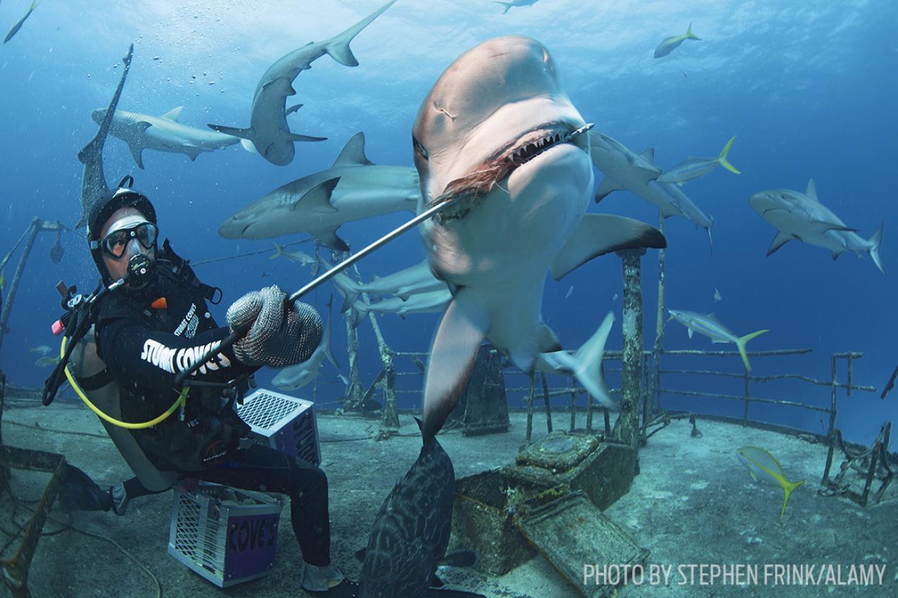 shark feed scuba diving bahamas