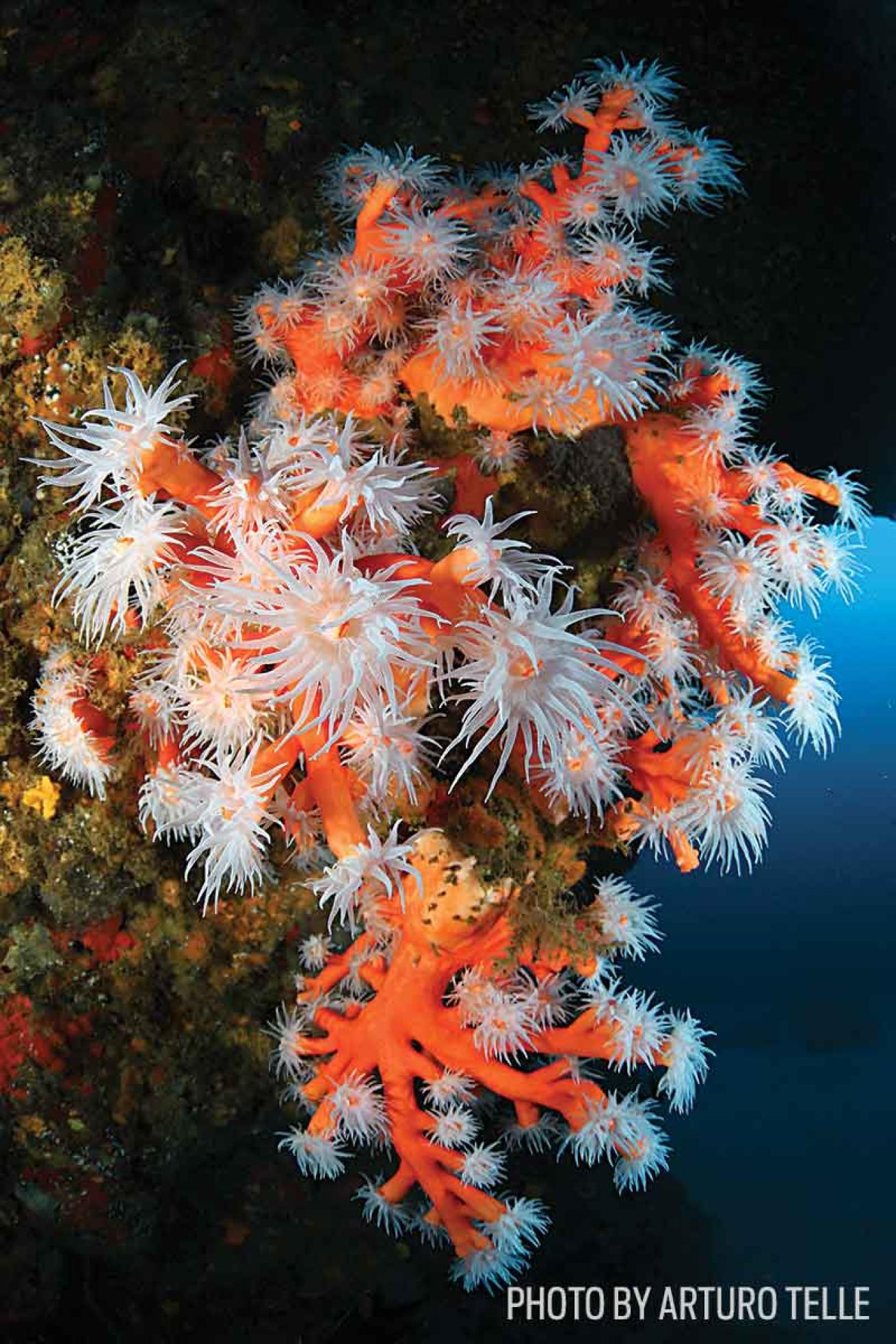 scuba diving spain lanzarote