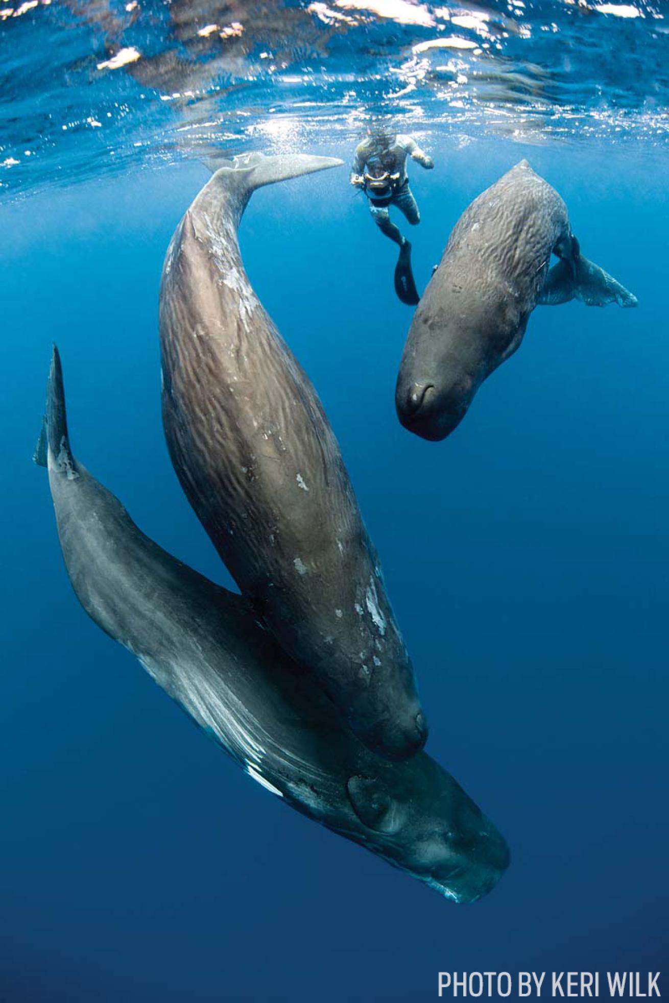 sperm whales marine life dominica