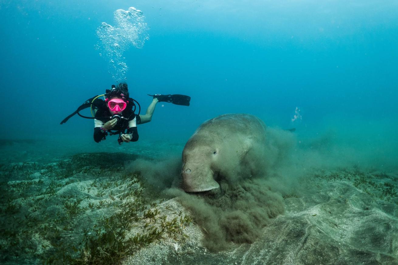 scuba diving dugong