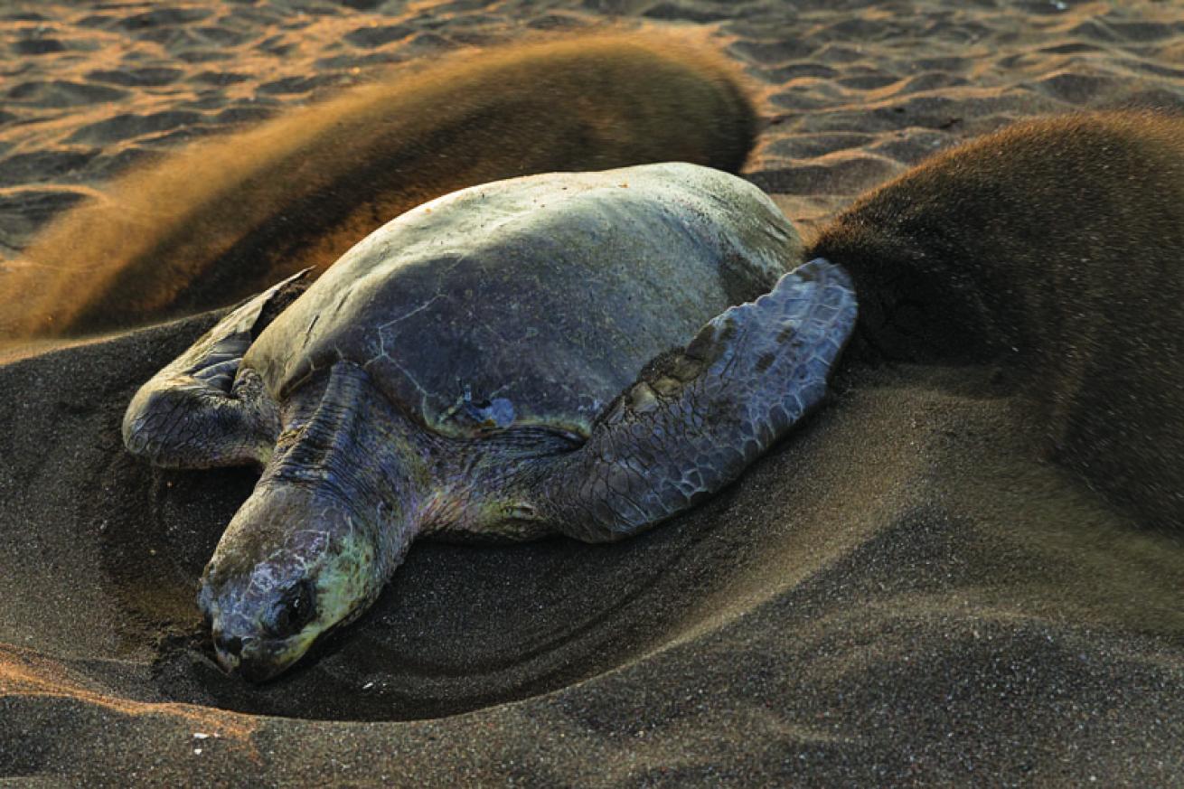 sea turtle facts
