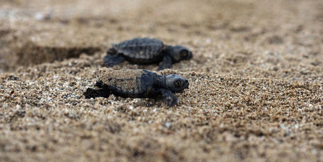 sea turtle facts