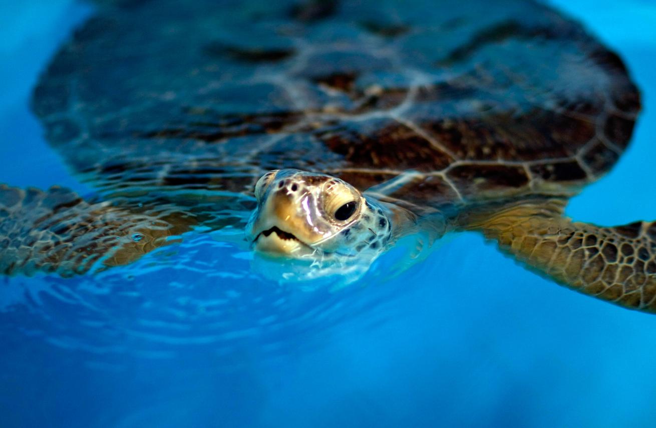 sea turtle facts