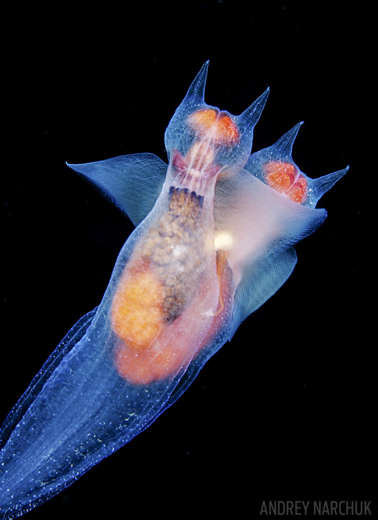 sea angel