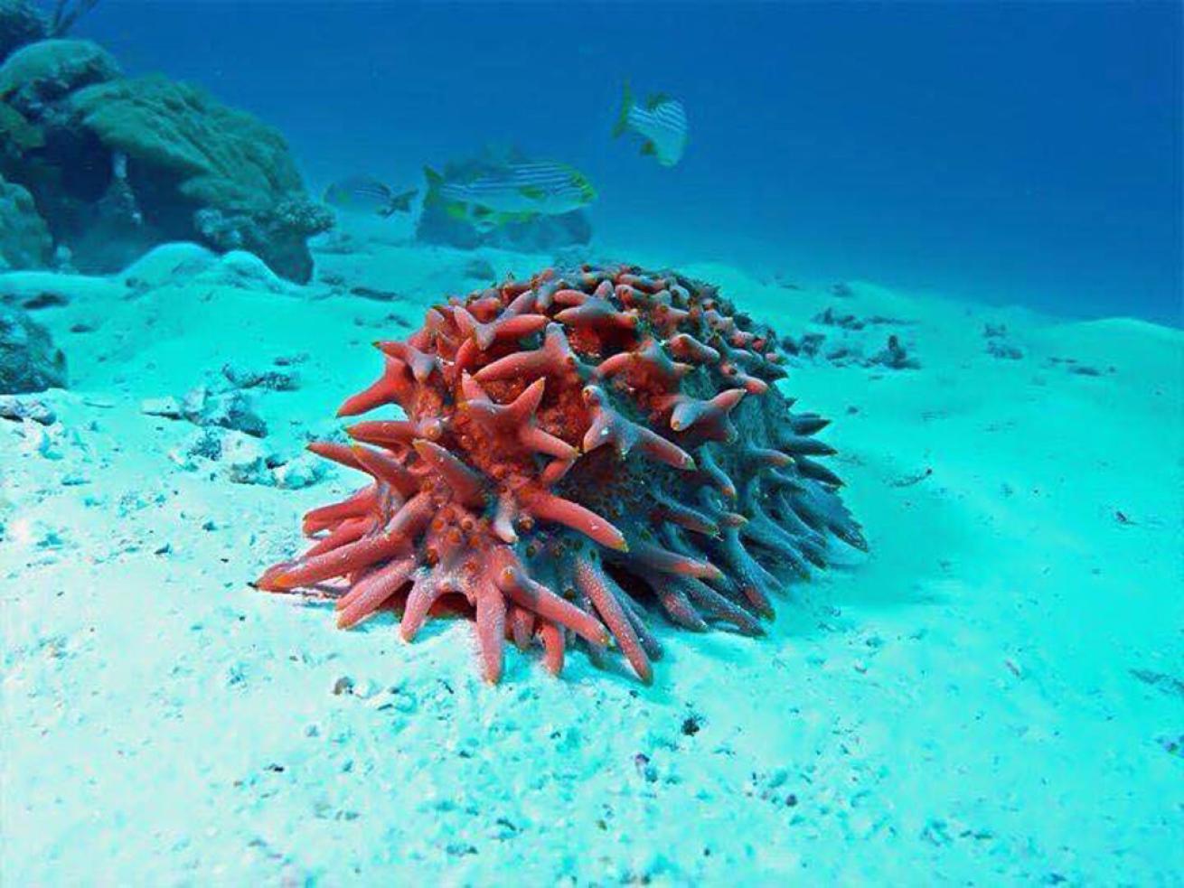 Sea Cucumber