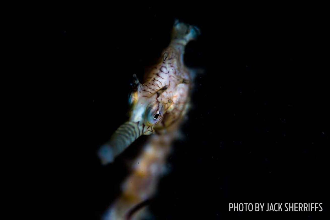 seahorse photo