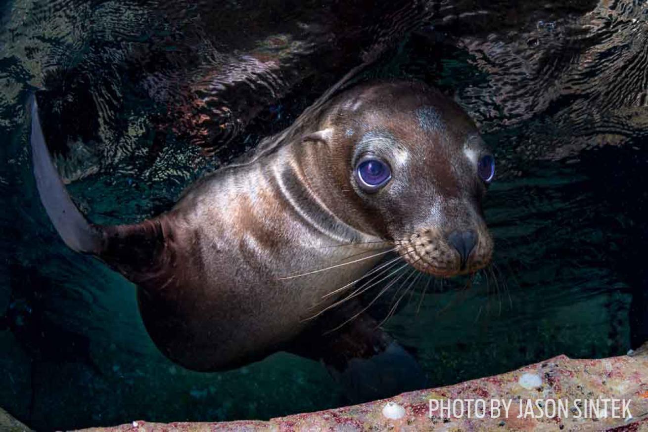 sea lion pup