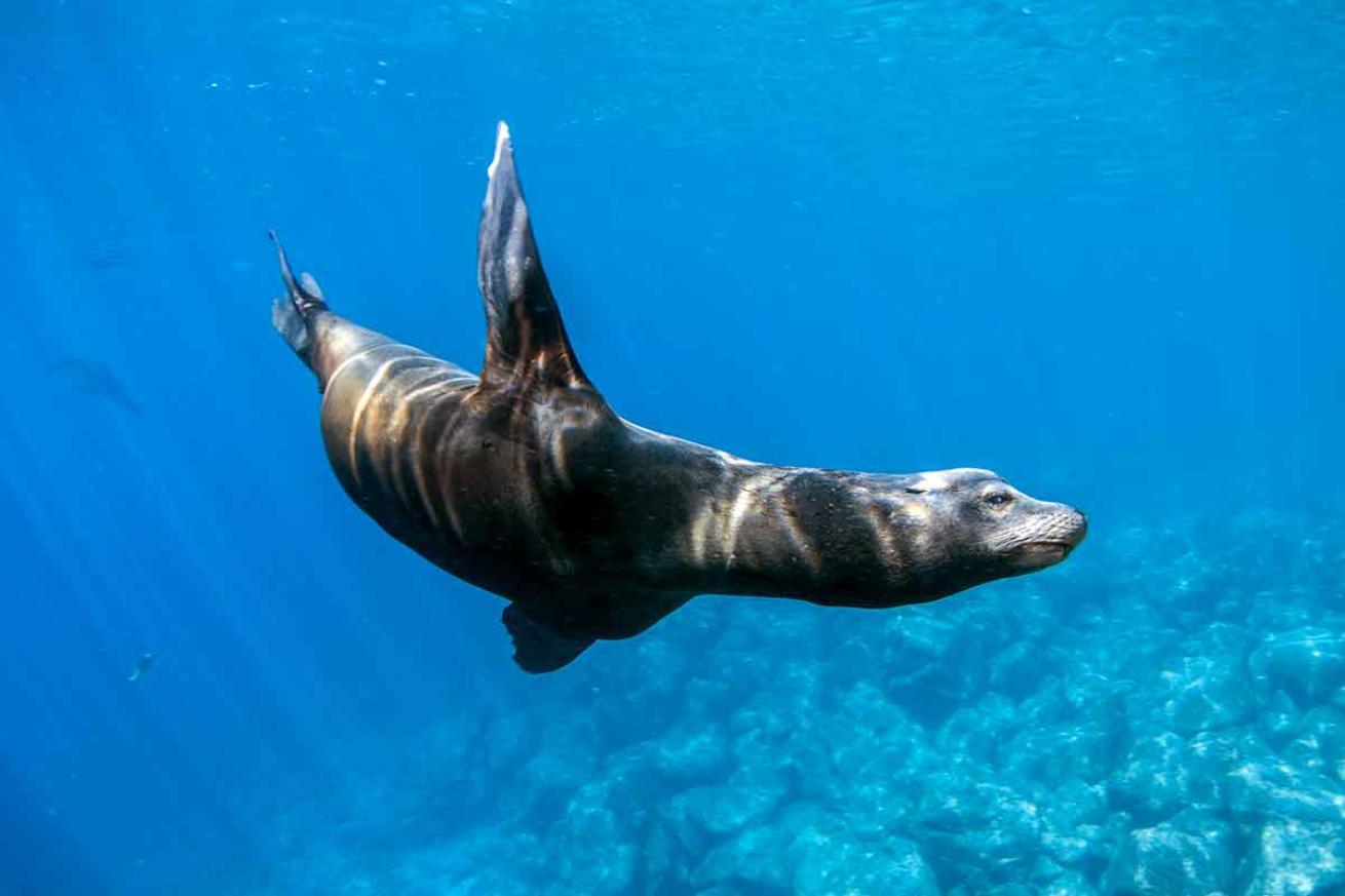 sea lion swimming speed